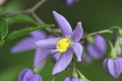 Solanum seaforthianum